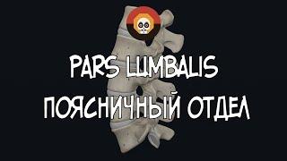 Поясничный отдел (pars lumbalis) 3D Анатомия