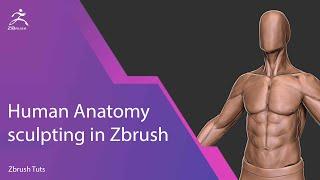 Zbrush Human Anatomy Tutorial