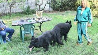 PUPPIES SOON! German Shepherds Ghost and Dolly. 05/10/22. Odessa.