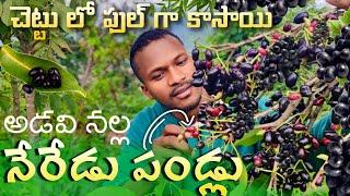 అరకు అడవుల్లో దొరికే నల్ల నేరేడు పండ్లు || Jamun Fruits in Araku Forest || Sunny Pangi