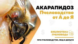 Акарапидоз — болезни пчел. Пчеловодство от А до Я