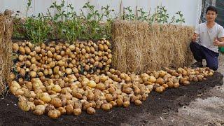 Double productivity. I wish I knew this tip for growing potatoes at home sooner. Many big tubers
