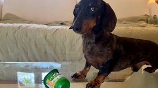 MINI DACHSHUND PRETENDS IT NEVER HAPPENED