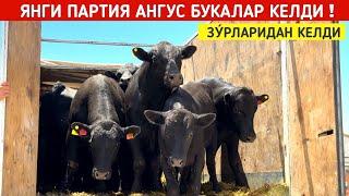 ЯНГИ ПАРТИЯ АНГУС БУКАЛАР ЗУ́РЛАРИ КЕЛДИ !!! ХОРАЗМ БОЗОР