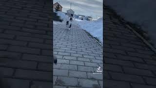 Мама️ #среднеазиатскаяовчарка #alabai #dog #сао #волкодав #щенки #собака #алабай