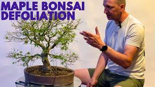 Maple Bonsai Defoliation and 4 reasons why Acer Palmatum is the best species for deciduous bonsai