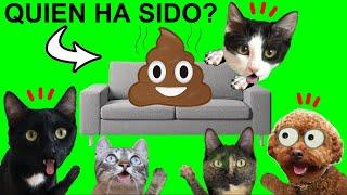 ¿QUÉ ANIMAL SE HACE CACA en el sofá un gato o un perro? / Videos de gatos Luna y Estrella