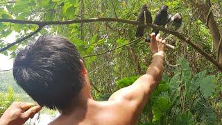 Primitive Technology: With survival skills hunting birds Dove cooking for food