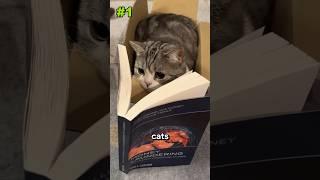 When A Cat is Smarter Than You 