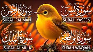 Best Quran tilawat | Surah Yaseen (Yasin) | Surah Rahman | Surah Waqiah | Surah Mulk | Ep10