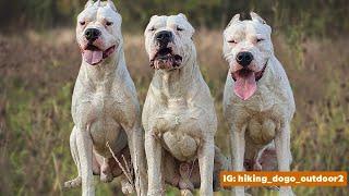 Dogo Argentino For 1st Time Owner : is it safe?