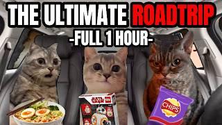 Cat Memes Roadtrip Compilation Full 1 Hour