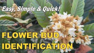 How To Quickly Tell Whether A Loquat Tree Is Blooming ? | Simple & Easy Flower Bud Identification