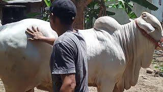 NEKAT JUAL SAPI 2 EKOR‼️DEMI PEDET SUPER INI