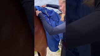 Wie reagiert Genio auf die Accuhorsemat?  #reitsport #equestrian #pferde #pferdetraining