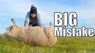 I made an UDDER MISTAKE - Australian Sheep Farm Vlog