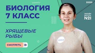 Хрящевые рыбы. Урок 19. Биология 7 класс