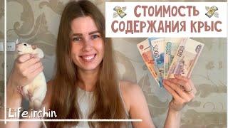 СОДЕРЖАНИЕ КРЫС | СКОЛЬКО НУЖНО ДЕНЕГ В МЕСЯЦ НА КРЫС