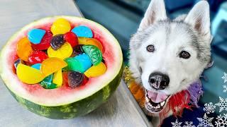 Rainbow Gummy Dog Treats  Easy DIY Dog Treats