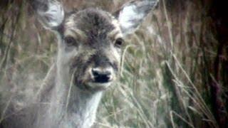 How to head shoot deer out hunting - age restricted - contains graphic images