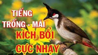 Tiếng Chào Mào TRỐNG - MÁI Kích Bổi cực nhạy, Bổi lỳ đến đâu cũng phải sổ giọng, kích lửa chào mào