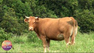 Cows mooing and grazing - Cow sounds - Animals from Greek fauna for education