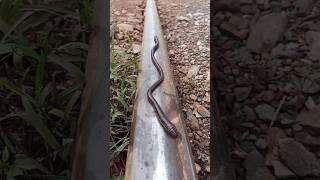 Earthworms migrate full of luck #train#challenge#funny#shorts train#comedy