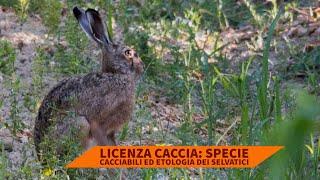 Licenza caccia: specie cacciabili ed etologia dei selvatici