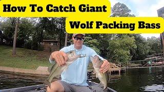 How To Catch Giant WOLFPACK BASS