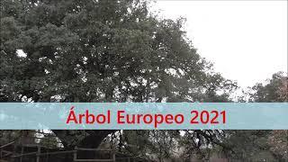 Árbol Europeo 2021