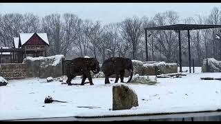 Elephants Get a Little Time in the Snow - Cincinnati Zoo