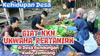 Giat KKN Mahasiswa Pertanian UNWAHA Tambak Beras Jombang