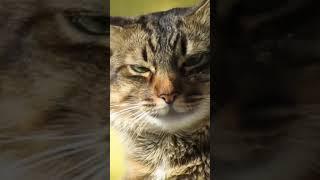 Best cat short video #shorts #cat #best #viral #best