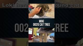 Wiki Cat Tree Review