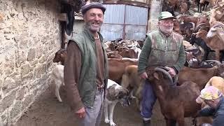 Ganaderos en su hábitat | Cabras en Valcayo | 1.3.2024