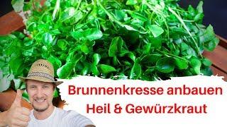 Brunnenkresse anbauen  Heil & Gewürzkraut und extrem gesund