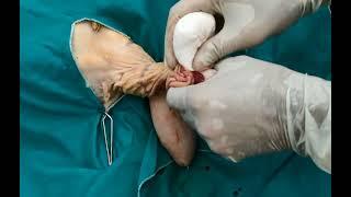  Surgical castration of buck\ billys   Quirúrgico castración cabro  Kastration männlicher Ziegen