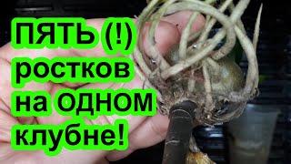 Моя методика. Как разбудить замиокулькас. ТРИ правила! Советы от Plant Helper.