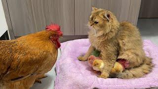 When the hen bullied the cat, a group of chicks bit the hen.The funniest animals in the world!cute
