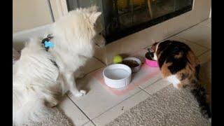  Hey, that's my bowl!  Funny video with dogs, cats and kittens! 