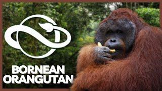 Bornean Orangutan: Comparison In 6 Games 