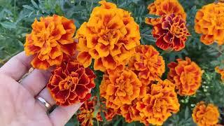 Tagetes/ Nützliche Schönheit im Gemüse Beet