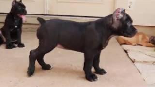 8 week old Cane Corso Puppies