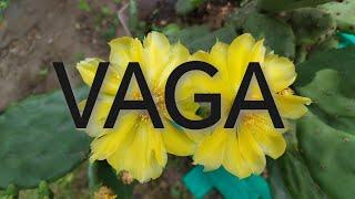 VAGA - 15.06.-30.06.