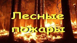 Лесные пожары - Геннадий Трофимов  (Дунаевский, Кулешов)