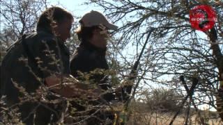 Antilopes en Namibia, con Iberalia