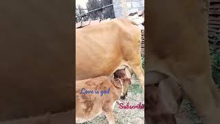 Arunachlam#Vanthenda paal Karan #actor #Rajini# My cow # Agriculture # Cute short # Love is God