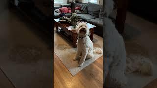 Aussiedoodle vs. labradoodle catching treats