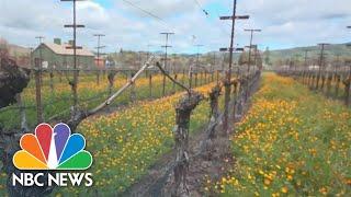 How climate change is affecting Napa Valley vineyards