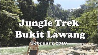 Jungle Trek - Bukit Lawang - Sumatra, Indonesia